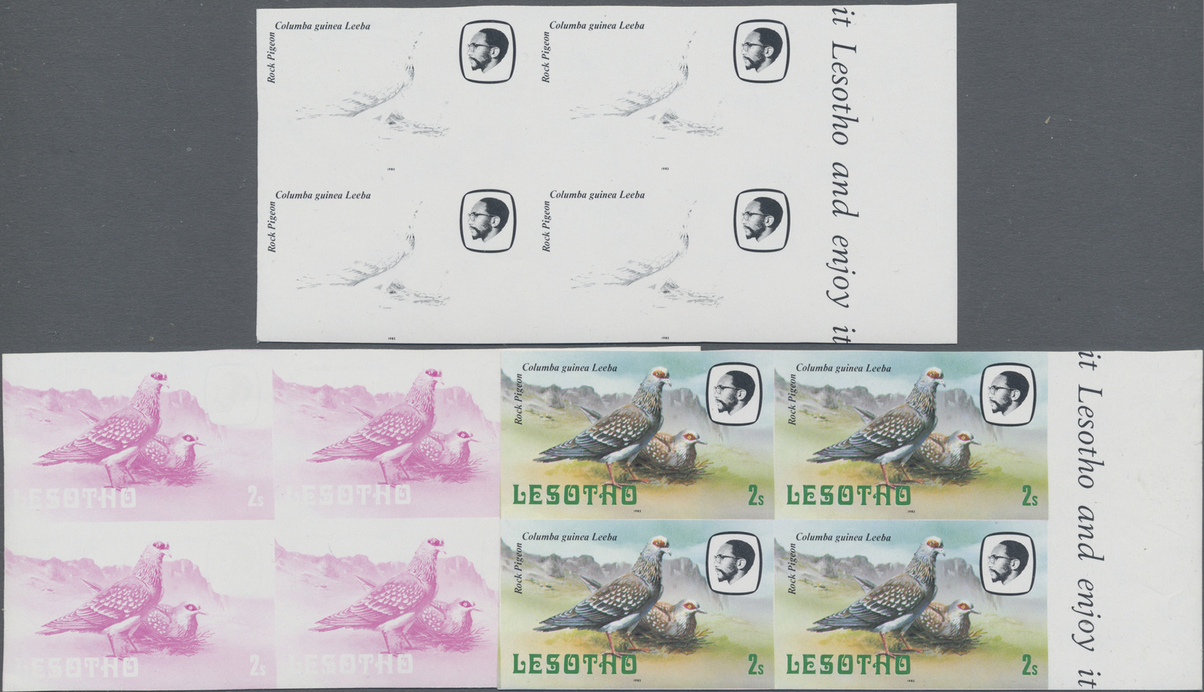Lot 02516 - thematik: tiere-tauben / animals-pigeons - Auktionshaus Christoph Gärtner GmbH & Co. KG 58th AUCTION - Day 2 Lot 02516 - thematik: tiere-tauben / animals-pigeons - Auktionshaus Christoph Gärtner GmbH & Co. KG 58th AUCTION - Day 2