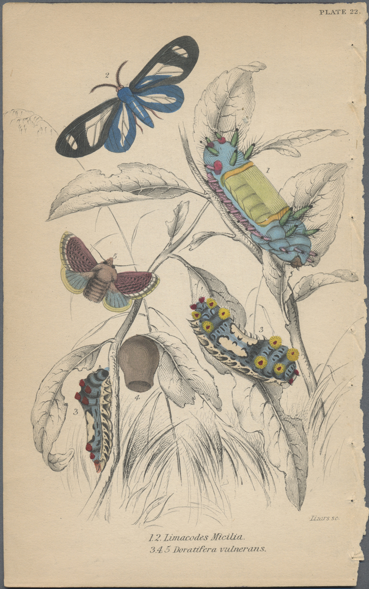 Lot 34879 - thematik: tiere-schmetterlinge / animals-butterflies  -  Auktionshaus Christoph Gärtner GmbH & Co. KG Sale #44 Collections Germany